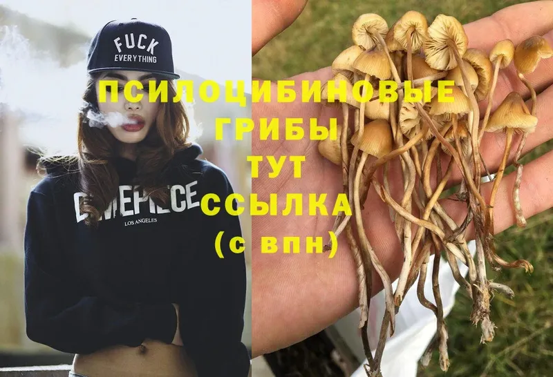 магазин  наркотиков  Пудож  Псилоцибиновые грибы Psilocybine cubensis 